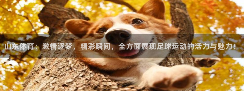 山东体育：激情逐梦，精彩瞬间，全方面展现足球运动的活力与魅力！